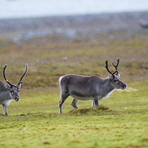 Zwergrentiere (Svalbard-Rentier)