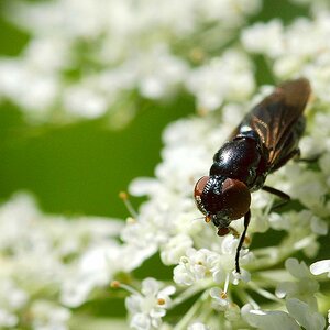 insekten 02