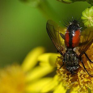 insekten 03