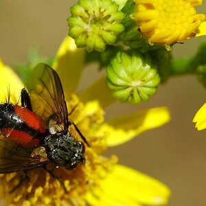 insekten 05
