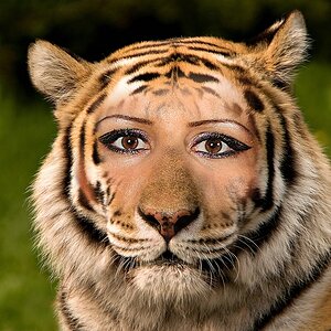 comp tiger lady
