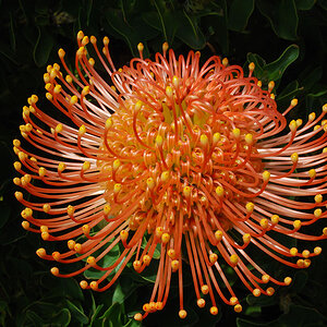 Blüte aus Neuseeland