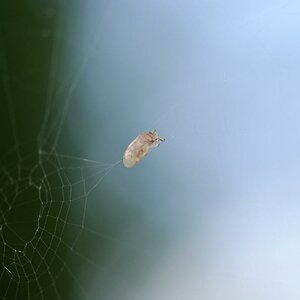 spinne