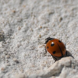 Aufwärts

D5000 / Sigma 70-300 DG APO

300.0mm / f/5.6 / 0.0005s (1/2000) / ISO 200