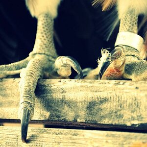 in der falknerei