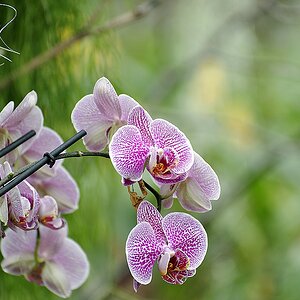 Blüten 10