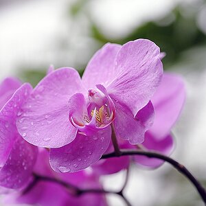 Blüten 11