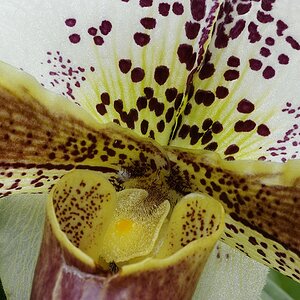 Blüten 14