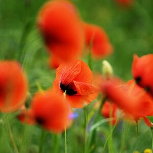 mohn1 nff