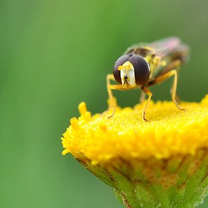 Schwebfliege #1