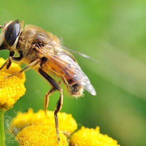 Schwebfliege #3