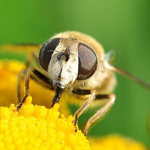Schwebfliege #4