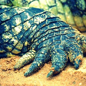 kroko