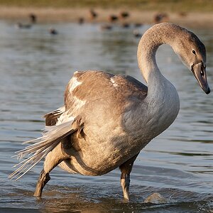 comp Jungschwan
