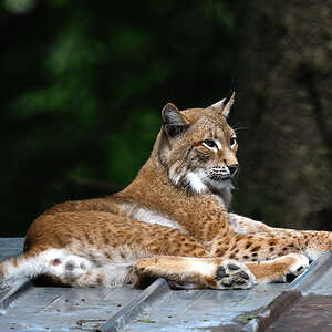Luchs2