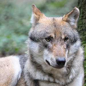 Wolf