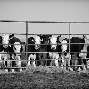 Cows bw