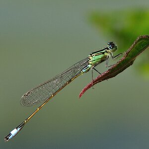Libelle im Profil