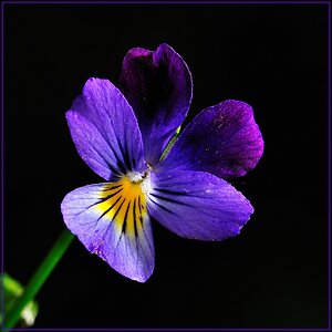 Blume 9