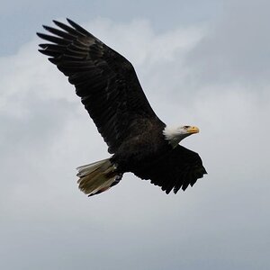 Weißkopfseeadler