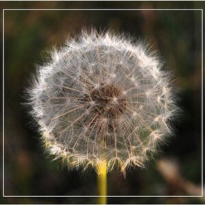 Pusteblume 1