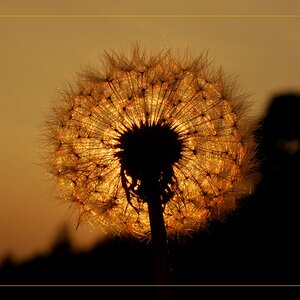 Pusteblume
