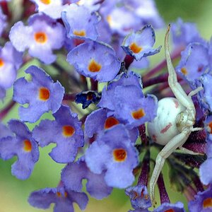 Aliens im Garten?
Eine weiße Krabbenspinne in "Ich-krieg-dich" Haltung