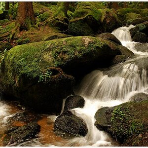 im Wald