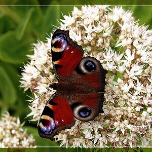 Schmetterling