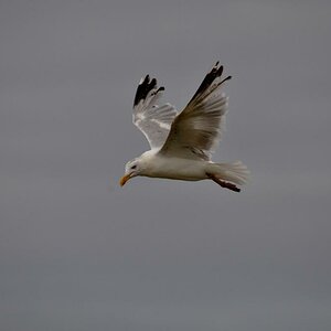 DSC 5301ab