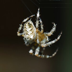 SpinneDSC 6961