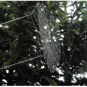 Spinnennetz