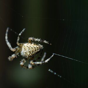 SpinneDSC 6944