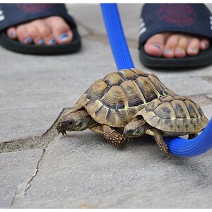 Schildkrötenolympiade - Hürdenlauf