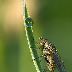 2010 09 05 Fliege 01 01a