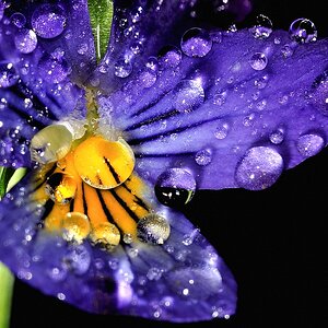 Blume 10