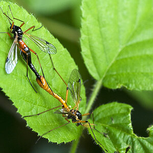 2010 05 28 Holzschnaken 01 01