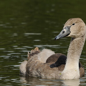 Jungschwan
Kastenweiher 2010
Erlangen