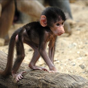 Zoo Emmen 15-08-2010