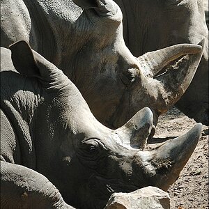 Zoo Emmen 15-08-2010