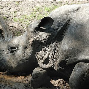 Zoo Emmen 15-08-2010