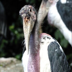 Zoo Emmen 15-08-2010