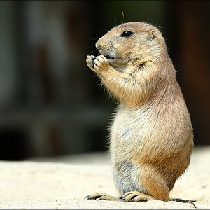 Zoo Emmen 15-08-2010