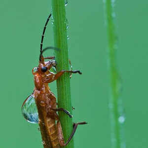 2010 08 04 Weichkäfer als Wasserträger 01 03