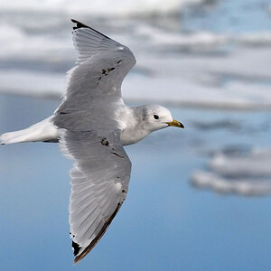 0631  Eismöwe   NFF