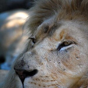 Entstanden im Safaripark Stuckenbrock