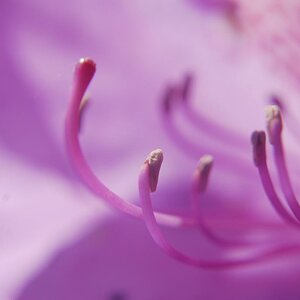 Blüten-Makro