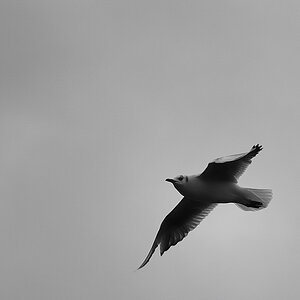 möwe