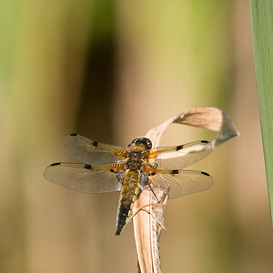 20080608 2487 [D300]   F5.6 200.00mm