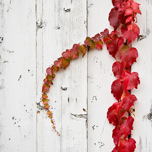 20081007 4202 [D700]   F2,8 60,00mm